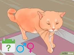 Maybe you would like to learn more about one of these? How To Diagnose And Treat Stud Tail In Cats 14 Steps