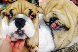 Cherry eye in french bulldogs (or any dog) is referred to medically as the prolapse or eversion of the gland of the nictitating membrane. Victory Home Champion English And French Bulldogs