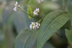 Image result for Persicaria strigosa