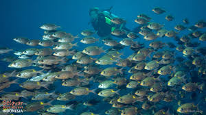 In other words, you can't have too many fish in a school. Schooling Fish Indonesia Selayar Dive Resort