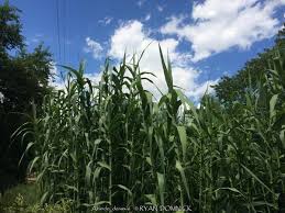 Image result for Arundo