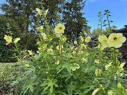 Image result for Abelmoschus