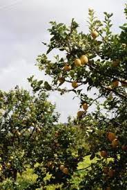 Most Citrus Trees Thrive In Well Drained Acidic Soil And Areas Where Weeds Aren T Competing Growing Lemon Trees Lemon Tree Photography Lemon Tree Potted Care