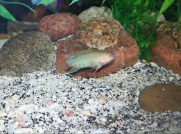 Mixing betta & gourami fish is not recommended as they will fight for territory yes, so long as you are mindful. Shin Our Paradise Gourami Is Shin A Male Female I Want Tankmates For Him Can He Have A Betta Sorority With Danios And Kuhli Loach Gourami