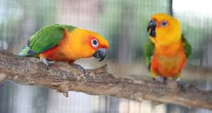 Pet birds seem to be overlooked even though i believe they are the best type of pet. The Top 10 Best Pet Birds Parakeets Cockatiels And More