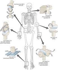 Saddle Joints In The Body Human Joints Joints Anatomy Synovial Joint