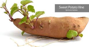Sweet Potato