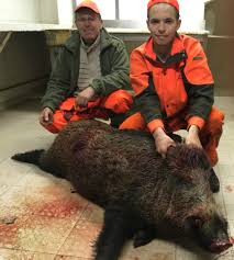 Ils veulent le mettre dans le coffre en le tirant par la queue mais ont beaucoup de mal. Diane Des Hauts De Boscorre 34380 Argelliers