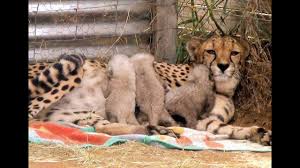 The cubs will become curious and active with their siblings and then there is human threat to baby cheetahs. Growing Up Cheetahs Mother Nurses Baby Cubs At Endangered Big Cat Breeding Center Part 1 Youtube