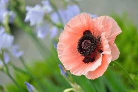 Hours of fun await you by coloring a free drawing nature poppy illustrations of a flower of red to orange color. Pretty Poppy Varieties Hgtv