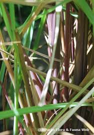 Image result for Cymbopogon nardus