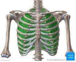 The rib cage is composed by sternum, costal cartilages, and ribs connected to the thoracic intercostal muscles are a group of muscles which exist in the intercostal space and help create and from lateral border of sternum to the angle of rib (posteriorly it continues as posterior intercostal. Intercostal Muscles Attachments Innervation Functions Kenhub