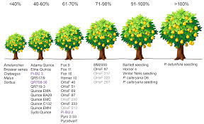 66 systematic grafting compatibility chart fruit trees