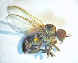 Black Fly Wikipedia
