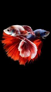 Apple Iphone 6s Wallpaper With Two Betta Fishes Fighting In Dark Background Beautiful Fish Pretty Fish Siamese Fighting Fish