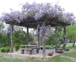 Alamodeus Social Climbers Wisteria Pergola Dream Garden Pergola