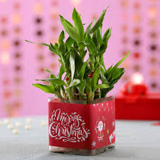 Bamboo comes in many shapes and sizes: Online Lucky Bamboo Plants India