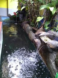 Maybe you would like to learn more about one of these? Tiga Langkah Membuat Kolam Ikan Koi Tetap Bersih Arocki