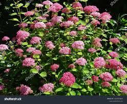 Image result for Hydrangea arborescens Pink Anabelle
