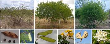 Image result for Polygala dewevrei