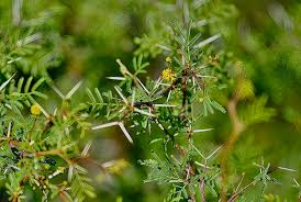 Image result for Acacia borleae