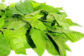 Gambar daun binahong situs tanaman obat indonesia 50 manfaat daun sambiloto untuk kesehatan. 6 Manfaat Daun Sambiloto Yang Jarang Diketahui