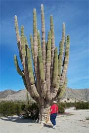 Cactus gigante endémico (ferocactus diguetii), isla santa catalina, golfo de california (mar de cortés), baja california sur, ciudad de méxico, américa del norte. The Valley Of The Giants