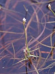 Image result for Isolepis prolifera