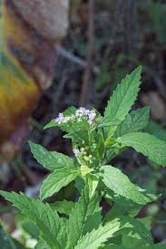 Image result for Ethulia conyzoides