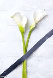 Foto De Duas Flores Brancas Em Uma Fita Preta De Luto Fundo Concreto Foto Vertical E Mais Fotos De Stock De Funeral Istock