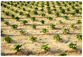 Small soybean plants growing in row. Soybean Plants Grown In The R 21 Honeycomb Design With A Plant Spacing Download Scientific Diagram