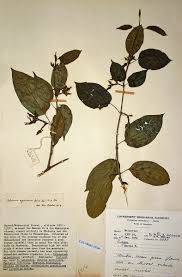 Image result for Telosma africana