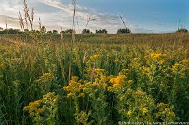 Natural sulfur was also known as brimstone, hence the alternative name flowers of brimstone. Chiggers Are The Worst The Prairie Ecologist