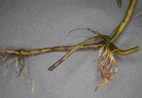 Image result for Potamogeton richardii