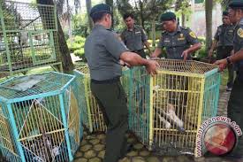 Buku siswa ipa sd kelas 2 semester 1 buku siswa tematik. Bksda Kalteng Tangkap Tiga Penjual Anak Burung Elang Antara News