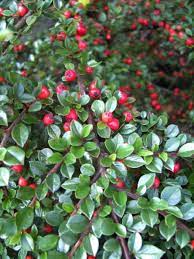 Dann haben sie rote blätter, weiße blüten mit herrlichem duft und später schwarze beeren. Cotoneaster Horizontalis Fachermispel Zwergmispel