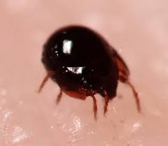Small black bugs come in several forms, including different beetle species, fleas and lice. Nearly Microscopic Round Black Bug Bugguide Net