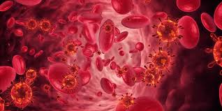 Image result for Red Blood Cell