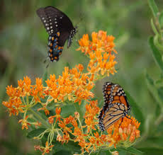 Milkweed Butterflies On Milkweed Plant Photo By Bart Drees Butterfly Plants Milkweed Milkweed Plant