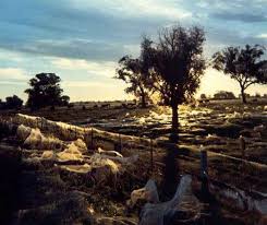 Do pictures really show trees cocooned in spider webs after flooding in pakistan? Pictured The Bizarre Town Which Woke Up Covered In Giant Spiders Webs Nature News Express Co Uk