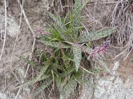 Image result for Ledebouria revoluta