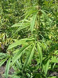 Image result for Cannabaceae