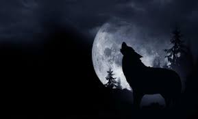 During the denning season in spring and early summer, wolves only howl. Full Wolf Moon January 2020 Ask Astrology Blog