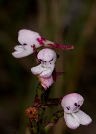 Image result for Disa saxicola