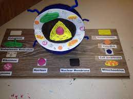 3d Animal Cell Model Meredith Wilder Let S Do This One With Images Cells Project Cell Model Project Animal Cells Model