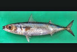 Image result for Scomber spp.