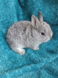 Pure Breed Netherland Dwarf Rabbit Babies, 6 Weeks Old And Ready To Go To  New Loving Caring Families. Please Watsa… | Dwarf Rabbit, Dwarf Bunnies,  Netherland Dwarf