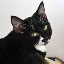 Adopt A Pet Cat Adoption Dog Adoption Cute Animals