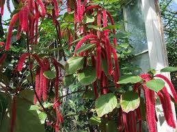 Image result for Acalypha hispida