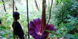 Sementara fauna di bagian kawasan indonesia timur memiliki kemiripan dengan fauna yang terdapat di benua. Persebaran Flora Dan Fauna Di Indonesia